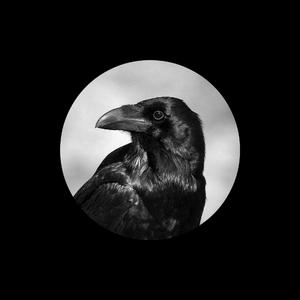 海报引流小鲤导航
